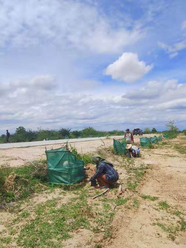အရိပ်ရသစ်ပင်များစိုက်ပျိုးခြင်း ၁